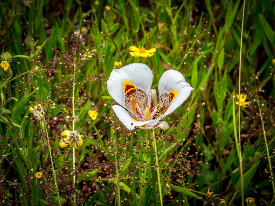 Mariposa Lily at Hetch Hetchy
